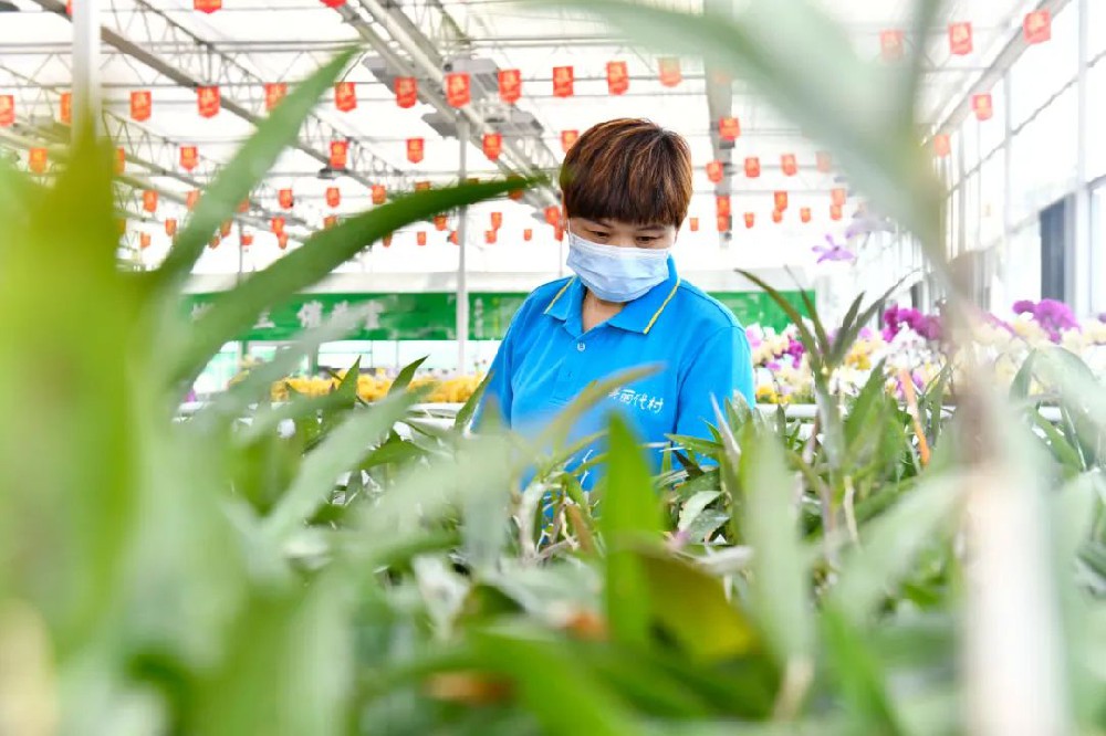 思客問答丨數(shù)字鄉(xiāng)村建設建什么？怎么建？誰來建？