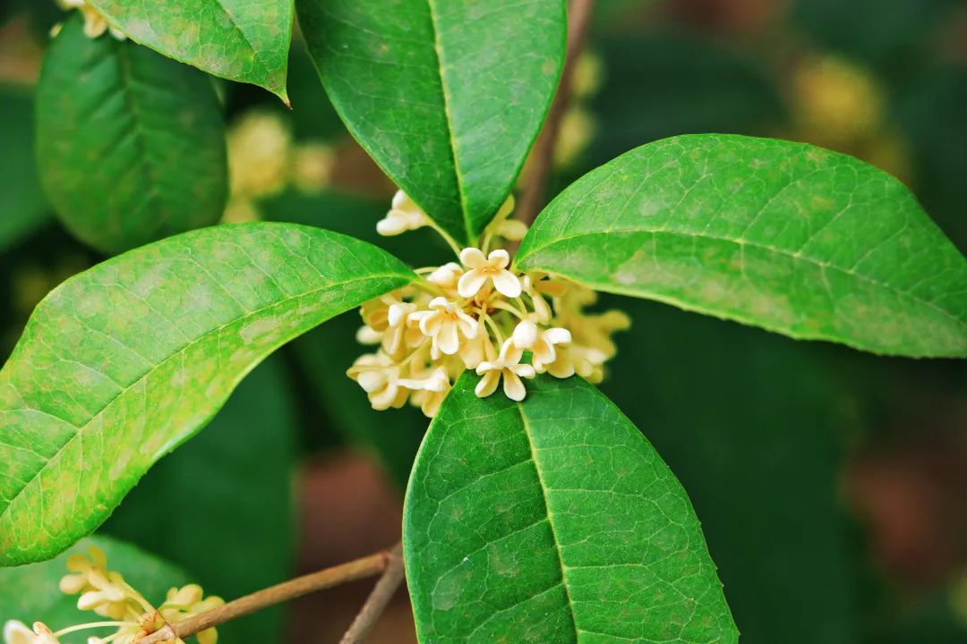 1666402400108219.jpg 2.jpg