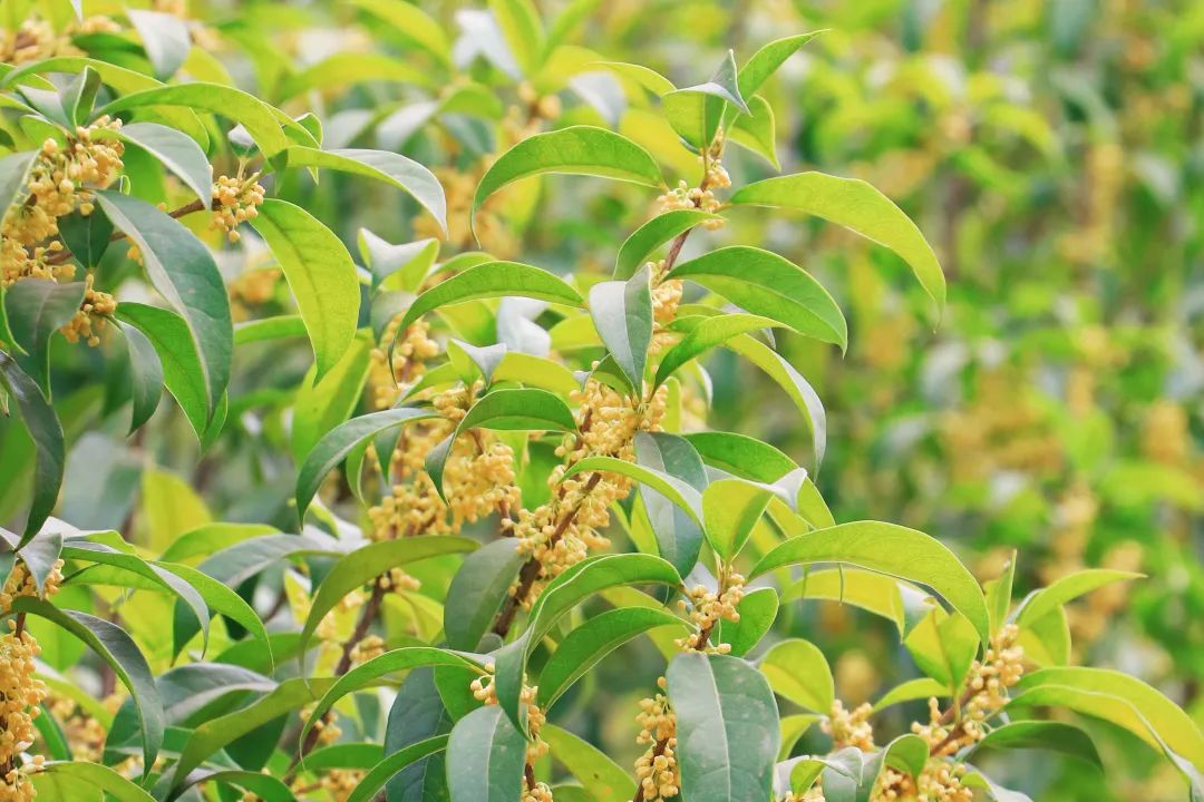 1666402434214146.jpg 7.jpg